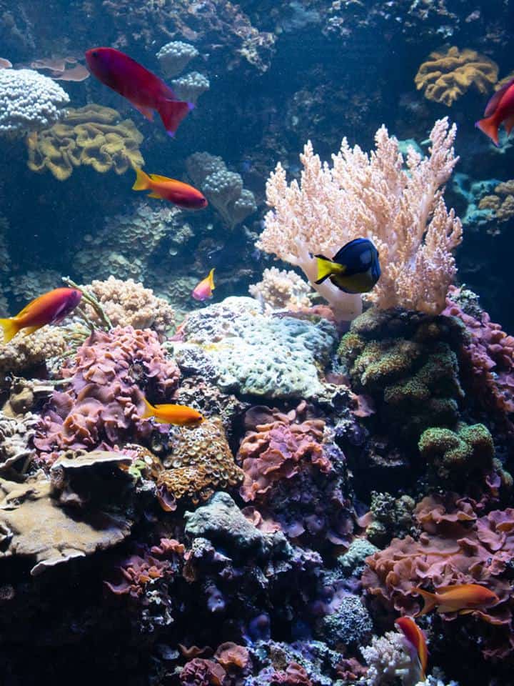 How To Paint The Background Of Your Aquarium (DIY Aquarium Background) —  Bay Area Aquatics