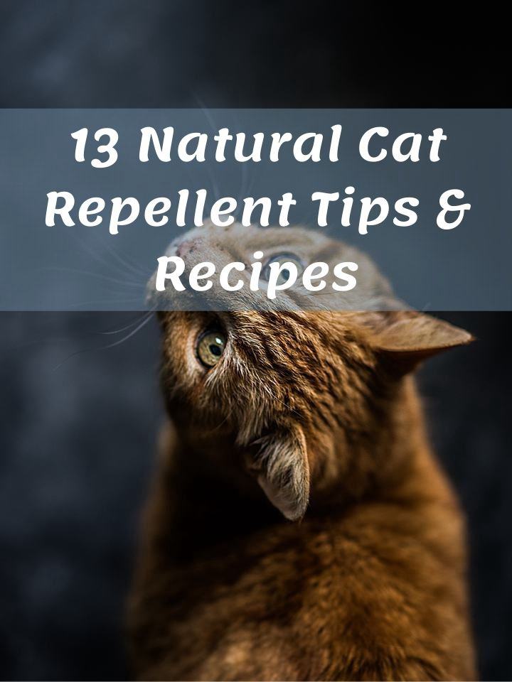 13 Natural Cat Repellent Tips Recipes You Can Homemade Easily